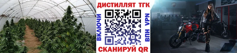 Купить где  Заинск  ТГК концентрат 